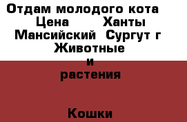 Отдам молодого кота  › Цена ­ 1 - Ханты-Мансийский, Сургут г. Животные и растения » Кошки   